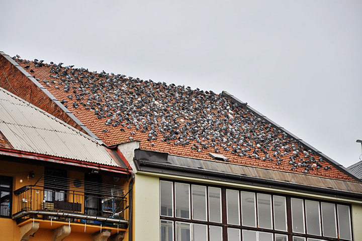 A2B Pest Control are able to install spikes to deter birds from roofs in Devizes. 