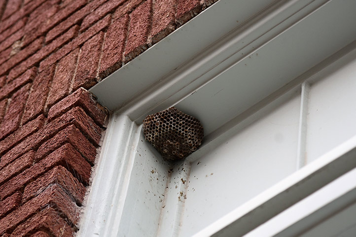 We provide a wasp nest removal service for domestic and commercial properties in Devizes.